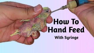 How to Hand Feed Baby Bird With Syringe