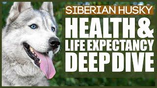 SIBERIAN HUSKY HEALTH AND LIFE EXPECTANCY