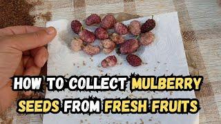 How to Collect Mulberry Seeds from Fresh Fruits #mulberry #gardening #gardeningtips #seeds #howto