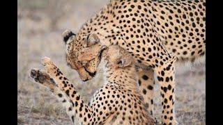 RARE SIGHTING Four Cheatah around 5am on the s100 nr Satara camp Kruger National Park South Africa.