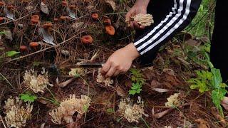 Villagers Foraging Coral Mushrooms in the Jungle   Discovering Wild Edible Treasures