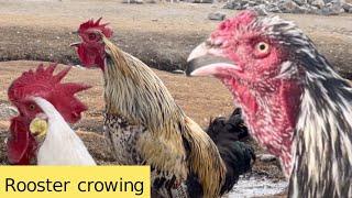 Rooster Crowing Compilation 2023  Village Animals.