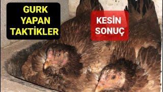 TAVUĞUM NASIL GURK OLUR TAVUĞUMUN GURK OLMASI İÇİN NE YAPABİLİRİM İZLE UYGULA TAVUĞUN GURK OLSUN