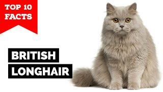 British Longhair-TOP 10 FACTS