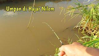 Mancing Ikan Wader di Pesawahan Nilem Kecil-Kecil Dapatnya