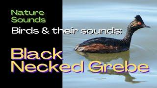 UK Birds - Black Necked Grebe. Do you the sound of this Bird? - Bird Song Identifier  Bird Call