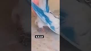 kabootar #viral #youtube #video #pigeon #shortvideo #short