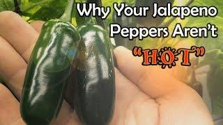 3 Reasons why your Peppers Arent Getting HotSpicy