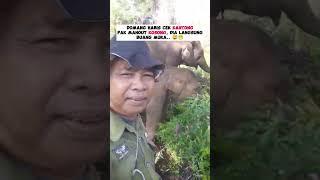 GAJAH TERNYATA MATRE JUGA GUYS..  #shorts #subscribe #gajah #elephant