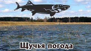 В такую погоду щука  ловится на на все подряд без разбора В какую погода щука лучше ловится?