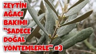 Zeytin Ağaçlarına  Kaolin Kili  Uygulaması