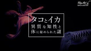 タコとイカ 異質な知性と体に秘められた謎ガリレオX第228回