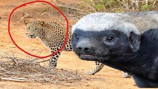 Young leopard Learns A Very Important Lesson Never Mess With A Horny Badger