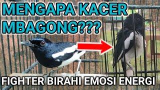 MENGAPA KACER MBAGONG??? CARA MERAWAT KACER  PERAWATAN BURUNG KACER