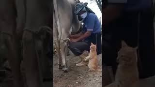 Funny Cat Videos  Video Kucing Lucu #shorts