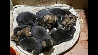 German Shepherd Puppies- Caring for the Litter Part 2