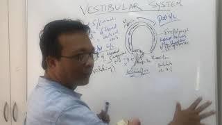 Vestibular systemvertigo and its typesoverview