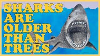 The Complete Chronological History of Sharks