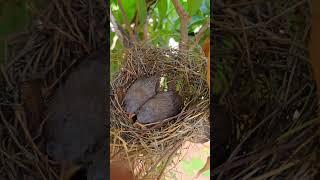 I cant believe this happened outside our front trees birds nest #birdsnest #birds #babybird #shorts