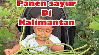 Panen Kacang Panjang di Kebun Pribadi di Hutan Kalimantan