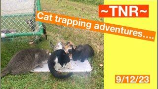TNR cat trapping with drop trap