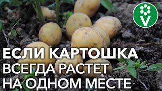 САЖАТЬ КАРТОФЕЛЬ ПОСЛЕ КАРТОФЕЛЯ можно только при выполнении этих условий