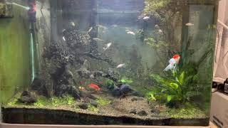 120 litres Aquascape Goldfish and Koi fry fish tank Update 130121