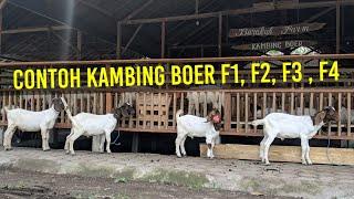 Perbedaan Kambing Boer F1 F2 F3 F4  Pengertian dan Contoh Kambing