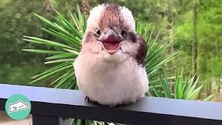 Baby Kookaburra Sings For His Favourite Girl Every Day  Cuddle Buddies