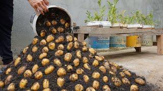 Using this method You can grow potatoes all year round. Growing potatoes in plastic containers