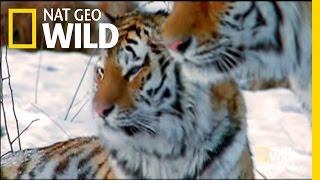 Siberias Stripes of Death   Nat Geo Wild