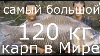 Самый большой карп в мире ТОП 7 the biggest fish in the world