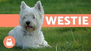 West Highland White Terrier Westie - Characteristics and Care