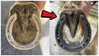 HOOF RESTORATION - BEFORE & AFTER - THE FARRIER