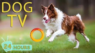 DOG TV  Top Video Entertainment for Anxious Dogs When Home Alone - The Best Music Collection Dogs