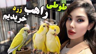 طوطی راهب‌ زرد سرلاکی خریدیم ولاگ بازار پرندگان ایران PARAKEET Lutino