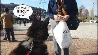 Happy Husky talks to strangers and gets given biscuits too