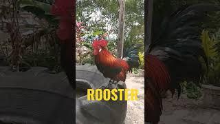 its time for crowing #rooster