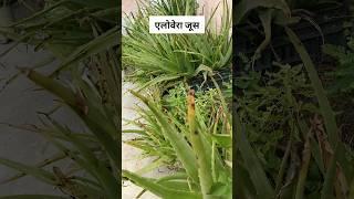 एलोवेरा जूस recipe  aloe vera juice kaise banaye  जल्दी से बनने वाला एलोवेरा जूस 