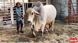 Brahman Gorur Paglami  Sadeeq Agro Pagla Goru Paglami 2022  Biggest Cow In Bangladesh  Cow Farm