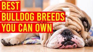 10 Best Bulldog Breeds You Can Own