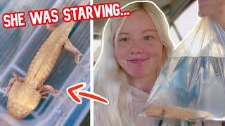 Rescuing a Starving Axolotl from a Pet Store