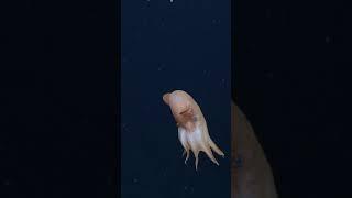 The graceful glider Dumbo octopus Grimpoteuthis ⁠