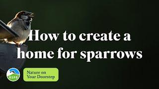 How to create a home for sparrows  RSPB Nature on Your Doorstep