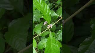 Cây Tử châu có cuống hoa - Callicarpa pedunculata R.Br.