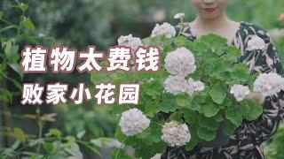 别冲动！看完再做小花园  about my garden 园丁小饭