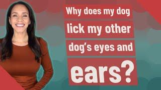 Why does my dog lick my other dogs eyes and ears?