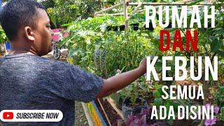 Rumah dan kebun inspiratif Halaman rumah ditanam Apotek hidup dan warung hidup #rumahidaman