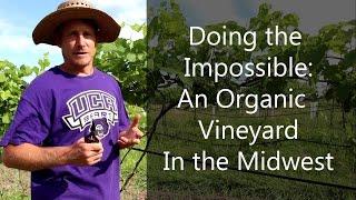 Doing the Impossible Growing Wine Organically in the Midwest