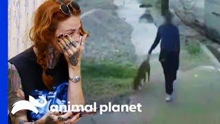 Man Abandoning Dog Outside Villalobos Caught On Camera  Pit Bulls & Parolees
